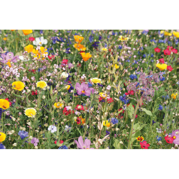FLOMIX - Mix flowerseeds disc - MO2161 - Image 3