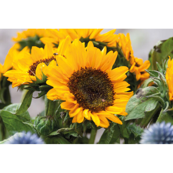 GIRASOL - MO2217 - Image 5