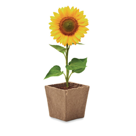 SUNFLOWER KIT - MO2411 - Image 3