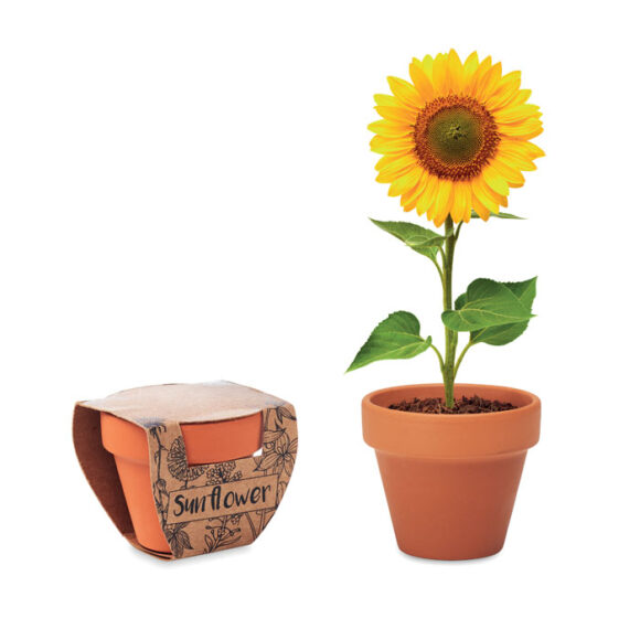 SUNFLOWER - MO6147