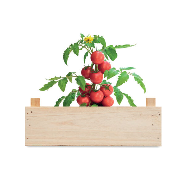 TOMATO - MO6498 - Image 4