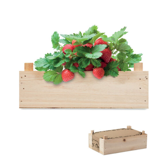 STRAWBERRY - MO6506