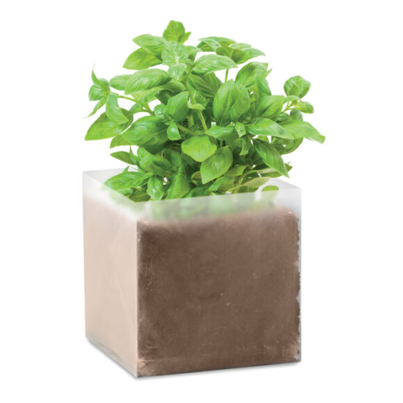 BASIL - MO9545